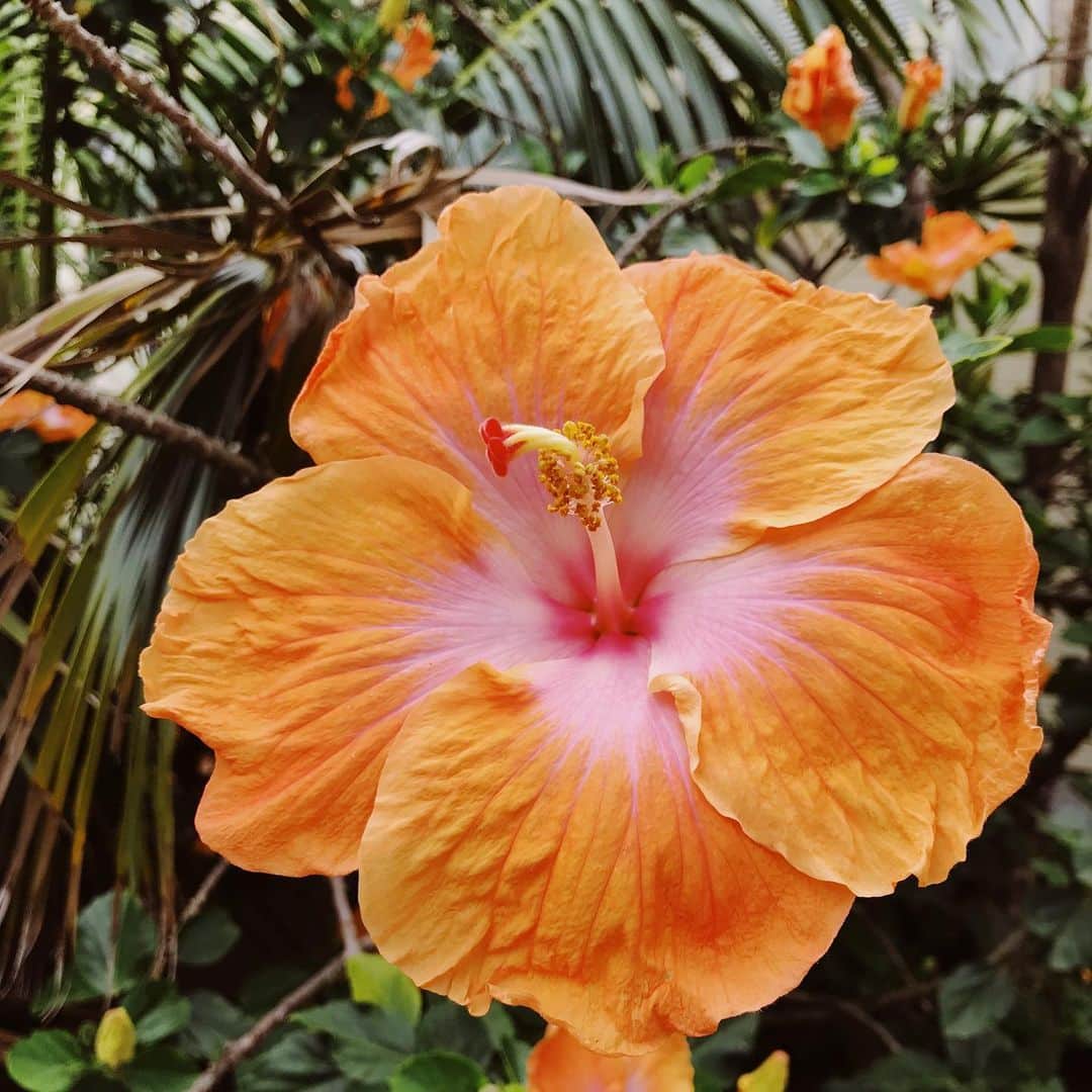 Meganさんのインスタグラム写真 - (MeganInstagram)「Sub-tropics 🌴 #hibiscus」2月22日 6時14分 - zanzan_domus