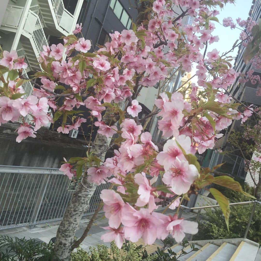 越中睦士さんのインスタグラム写真 - (越中睦士Instagram)「そんな季節🌸  #桜」2月22日 1時29分 - makotokoshinaka