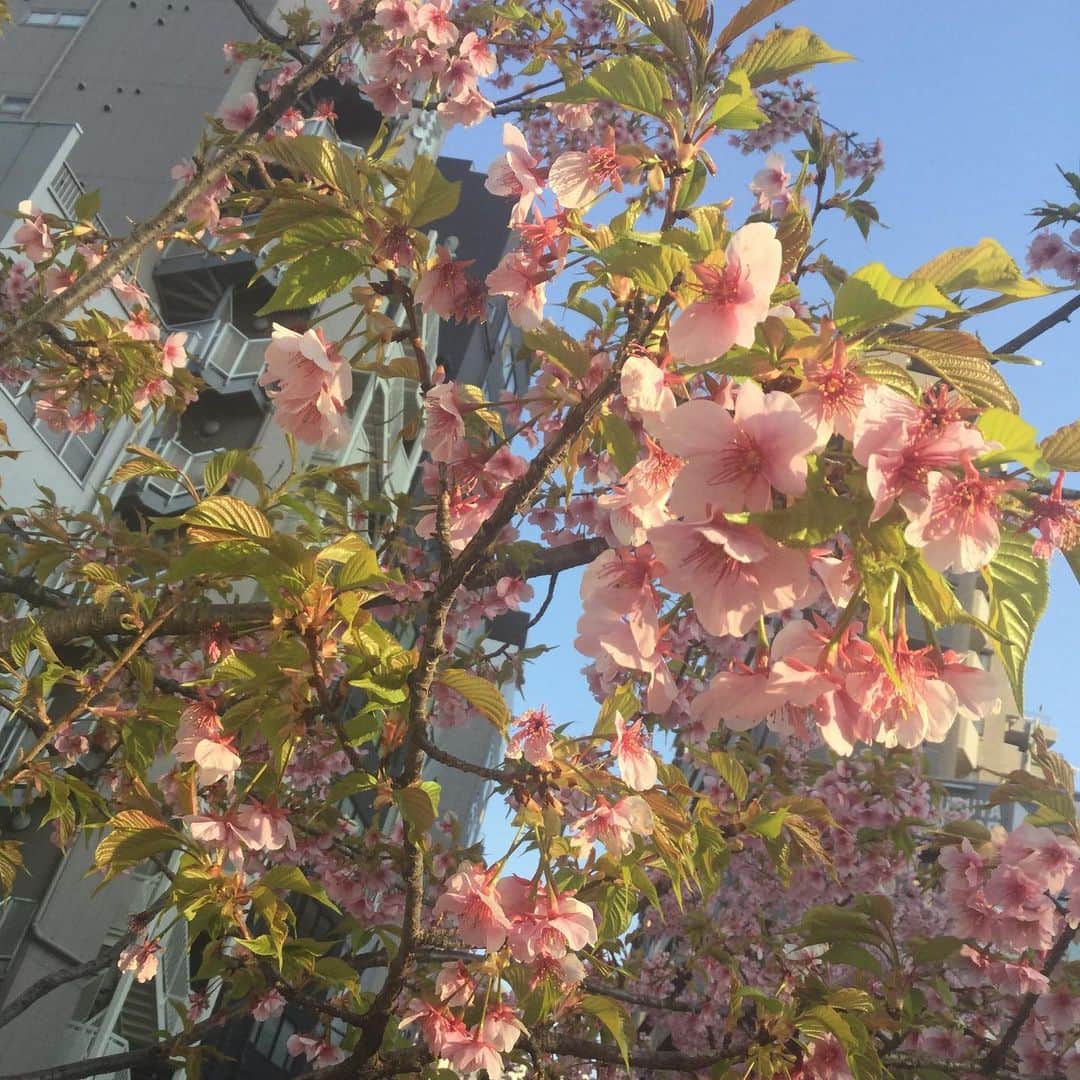 越中睦士さんのインスタグラム写真 - (越中睦士Instagram)「そんな季節🌸  #桜」2月22日 1時29分 - makotokoshinaka