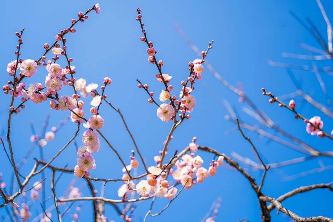 近藤研二さんのインスタグラム写真 - (近藤研二Instagram)「いろんな色の梅  #梅 #plum」2月22日 1時54分 - kenjikond0