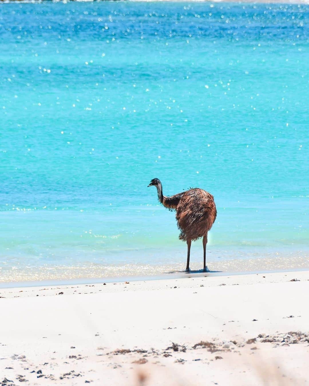 Australiaさんのインスタグラム写真 - (AustraliaInstagram)「Today's surf check was done by #Exmouth local, Emily. 👀 She can confirm that you should definitely take a #HolidayHereThisYear! @kyliessv spotted this #emu taking a beachside stroll inside #CapeRangeNationalPark's #MauritiusBeach, a wildlife haven along @westernaustralia's @australiascoralcoast. This beach is popular with fisherman and beachgoers that prefer an all-over tan, as it's #Exmouth's only clothing-optional beach. No wonder Emily didn't have her bathers on. 🙈  #seeaustralia #thisiswa #australiascoralcoast #wildlifephotography #travel #weeklyfluff」2月22日 3時00分 - australia