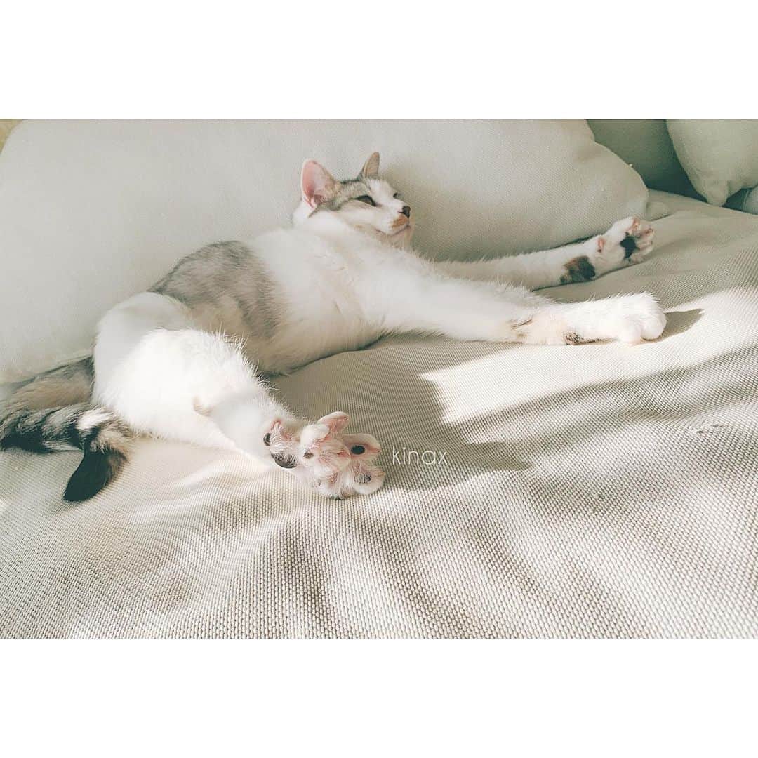 kinaxのインスタグラム：「. good afternoon(๑′ᴗ‵๑)🐈in Japan, and good morning, good evening, good night for world friends! . . 今日は猫の日だねぇ🐈 今年は猫飼い仲間に入らせてもらったけど 相変わらずツボが分からずにいるよʕ •́؈•̀ ₎ . さっきもお膝に乗って甘えてきたので ナデナデしていたらガブリされたよʕ •́؈•̀ ₎苦笑 . わんこみたいに前兆はないのかしら！ ガブリも愛情表現？ 初心者にはむずかしいねぇʕ •́؈•̀ ₎笑 . . そんなこんなで お友達に美味しいブルーチーズをいただいたので 子供達も美味しく食べられるように、と思って チーズポタージュを🥘 . なかなか美味しくできて嬉しいʕ •́؈•̀ ₎♡ . . このシリコンおたま、隅まで掬いやすくて 傷もつかないからとっても便利！ 使用頻度は高いのだけど 唯一の弱点は子猫に齧られるところかな(´Д` )笑 . . こちらのおたまもroomに載せておきまーす☟ @kinax カラバリ増えるといいなぁー。 特に白かグレーかグレージュあたり。笑 . . ではでは、みんなも楽しい猫の日をー🐾 . #猫バカ部 #ねこすたぐらむ #猫の日 #後ろ指全開 #staub #ブルーチーズのスープ #楽天roomに載せてます #roomインフルエンサー @room_rakuten #やっぱりカンパーニュ欲しいな #でもオーバルのがいいかな #悩ましい 2020/02/22」