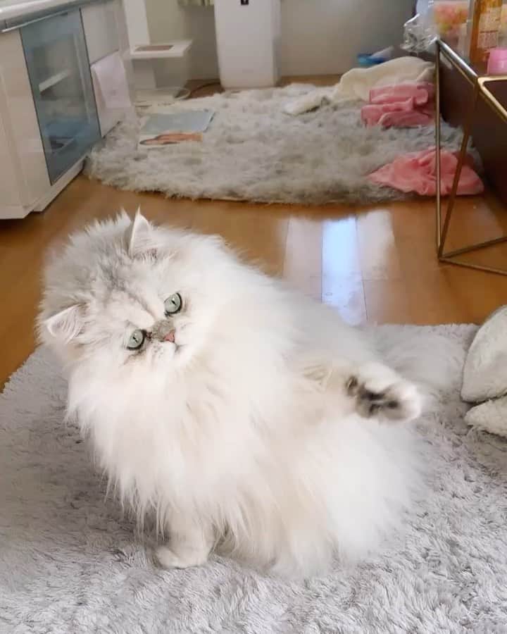 BeBeのインスタグラム：「今日はニャンコの日🐱💓 べべちゃんいつも癒しと笑いをありがとう💖💖そして世界中のねこちゃんが幸せでありますように✨🙏💖✨everyday is world cat day!! #猫の日 2020.02.22 #222 #cat #kitty #meow #eyes #ilovecat #hubcats #adorable #catsofinstagram #kittensofinstagram #petsofinstagram  #kittycat #instamovie #bebechannel #persiancat #worldcatday」