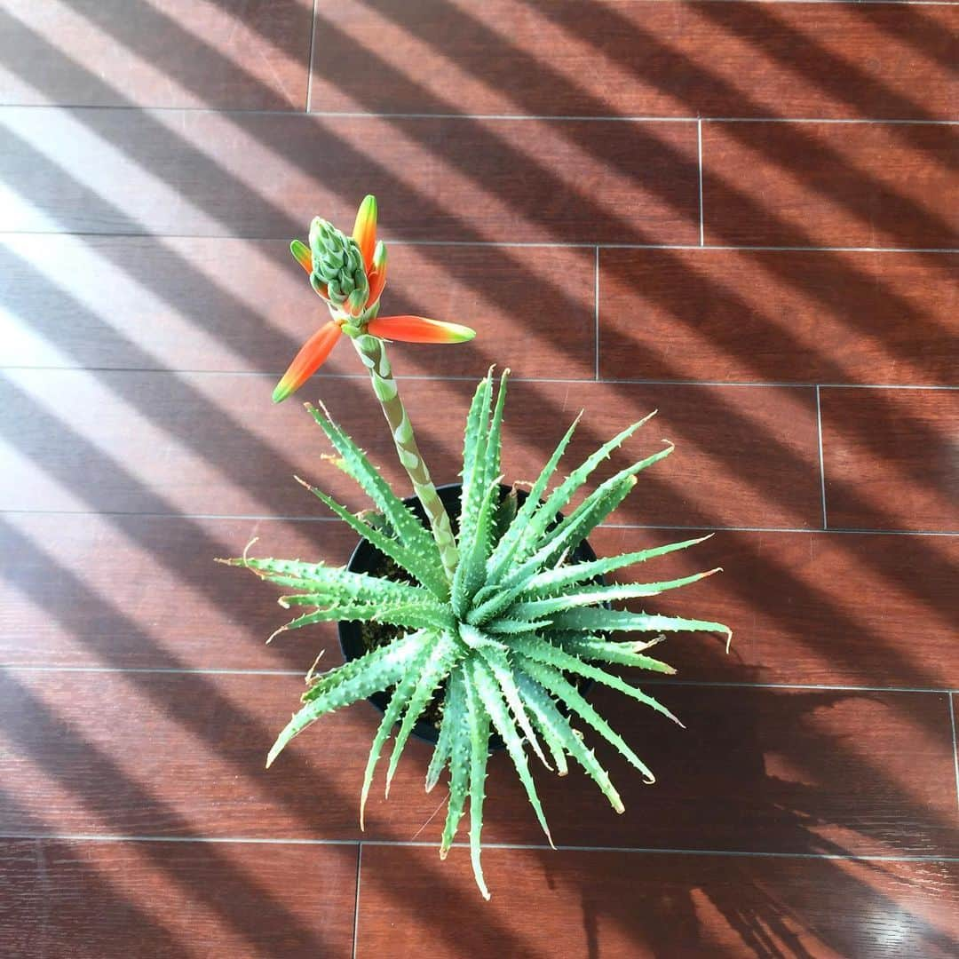 彩住宅のインスタグラム：「#ハミリス #アロエ #帝王錦 #aloe #succulents」