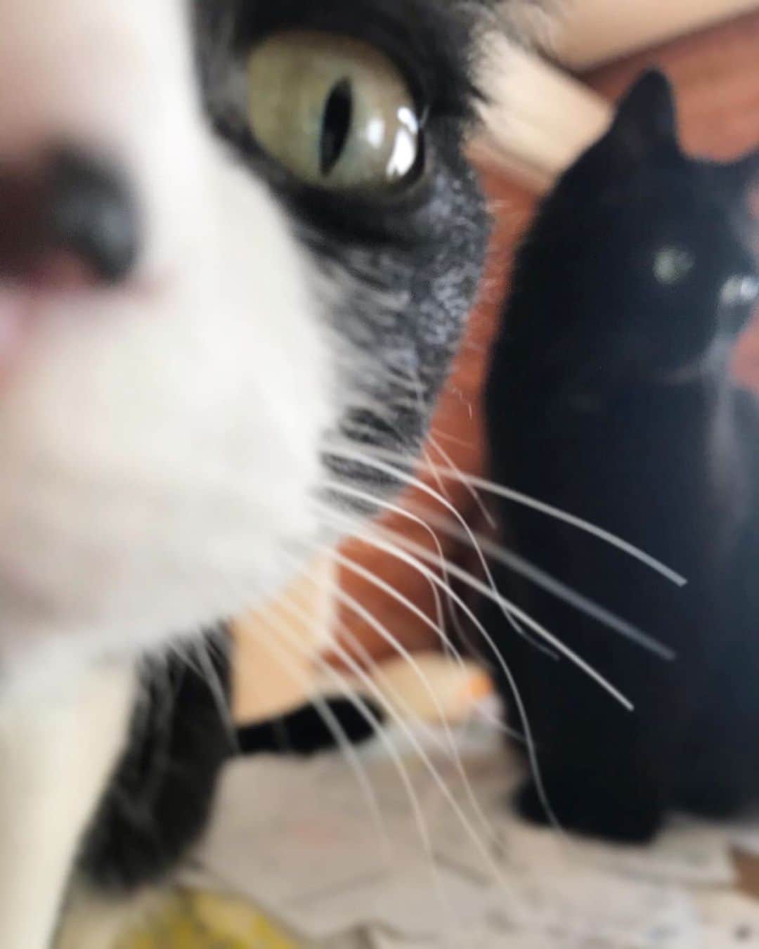 中田絢千のインスタグラム：「😹❤️ you are such a good helper to me.  台本や大事な書類にかぎってふんづけるのは、彼らなりに運を分けてくれてるのだろう。いつもユーモアたっぷり、素直でほがらかでいてくれて、ありがとう。（3枚目はご近所さん）#ネコの日 #猫の日 #222 #caturday」