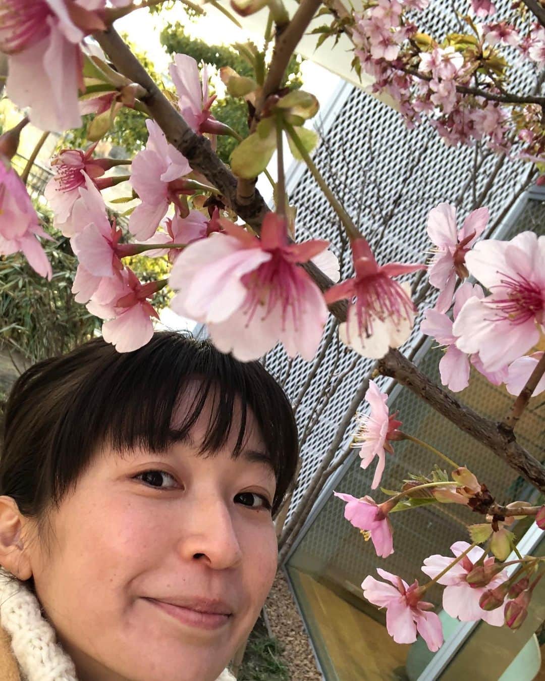 小野真弓さんのインスタグラム写真 - (小野真弓Instagram)「おはようございます^ ^ 今年初めて満開の桜の木を見かけました🌸(*´∇｀*) お散歩が楽しい季節です✨🐾 良い週末を〜 #チワワ#ハナちゃん #チワマル#ハルくん #いぬすたぐらむ #いぬばか部 #柏の葉ららぽーと#柏の葉tsite #わんこ本コーナー楽しい#ドッグラン#桜#わんことお出かけ#わんことランチ#ファーマーズテーブル#千葉県#柏市#chihuahua #maltese #mixdog #dogstagram #doglover #dogpark #cherryblossom  今日は土曜日。18時5分〜は、チバテレ　熱血bo-so tv生放送！📺(о´∀`о)🍓🐱観られる地域の方宜しくお願いします✨」2月22日 7時18分 - hanaharuaroi