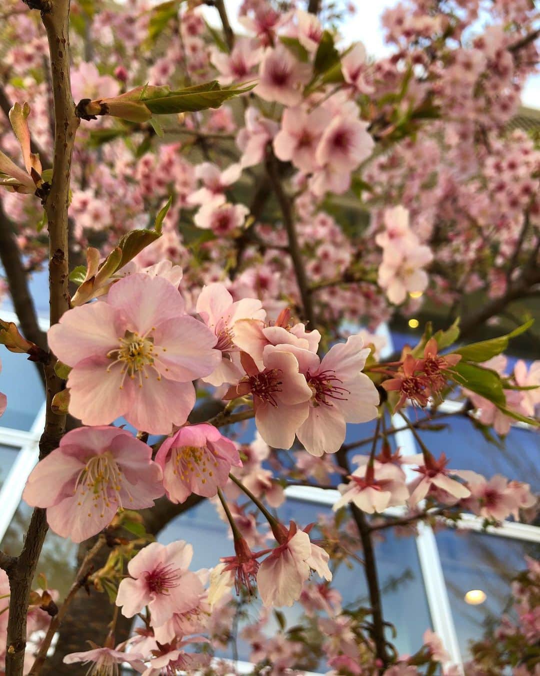 小野真弓さんのインスタグラム写真 - (小野真弓Instagram)「おはようございます^ ^ 今年初めて満開の桜の木を見かけました🌸(*´∇｀*) お散歩が楽しい季節です✨🐾 良い週末を〜 #チワワ#ハナちゃん #チワマル#ハルくん #いぬすたぐらむ #いぬばか部 #柏の葉ららぽーと#柏の葉tsite #わんこ本コーナー楽しい#ドッグラン#桜#わんことお出かけ#わんことランチ#ファーマーズテーブル#千葉県#柏市#chihuahua #maltese #mixdog #dogstagram #doglover #dogpark #cherryblossom  今日は土曜日。18時5分〜は、チバテレ　熱血bo-so tv生放送！📺(о´∀`о)🍓🐱観られる地域の方宜しくお願いします✨」2月22日 7時18分 - hanaharuaroi