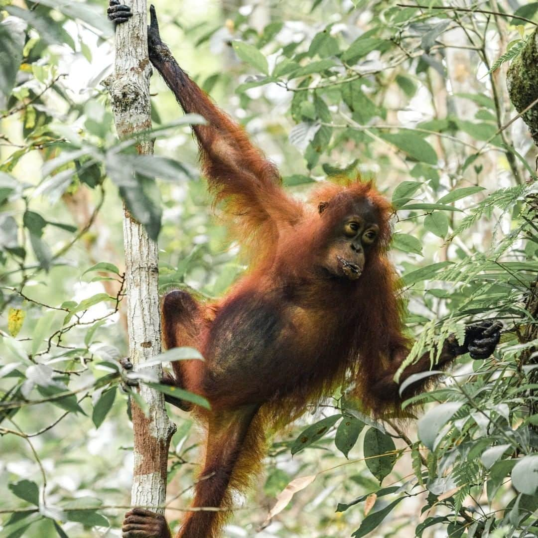 ニューヨーク・タイムズさんのインスタグラム写真 - (ニューヨーク・タイムズInstagram)「One way to check in on the state of the natural world? Disappear with your family into Indonesia’s jungles — home to all manner of interesting wildlife — for 2 weeks. At least that’s what Jeffrey Gettleman, the Times's South Asia bureau chief, did. “In places like this, it’s always good to remind yourself that you want to leave the lightest footprint possible. Don’t corner animals so you can get that perfect pic. Don’t take home a paperweight from the ocean floor,” Gettleman writes. “I know, this all sounds ridiculously simple. But as we learned, this code of conduct isn’t always followed, especially where there’s a lot of nature but few rules.” Tap the link in our bio to read about his trip to see orangutans, Komodo dragons, trees full of birds and seas full of fish. @laurynishak took this photo for @nytimestravel.」2月22日 8時00分 - nytimes