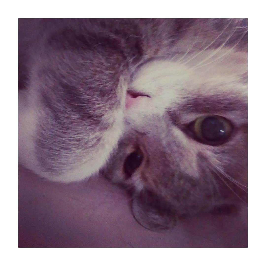 理絵さんのインスタグラム写真 - (理絵Instagram)「2.22🐈  今日は猫の日  #ilovecat #cat #gatto #고양이 #猫 #猫の日 #ねこの日」2月22日 8時24分 - ____rie____