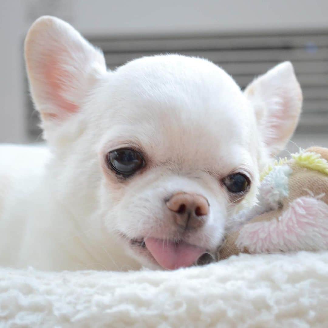 KORIKIのインスタグラム：「おはようございます♪ * #😝 #dogofsapporo #dog, #dogs, #dogstagram,#chihuahua,#犬バカ部,#チワワ,#koriki, #hanadog #白スムチ連合会, #スムチー,  #dogofthedayjp, #dogoftheday  #ilovemydog #instadog #instapet #WhiteChihuahua  #吉娃娃 #치와와  #dogsofinstagram #Chihuahualover  #ชิวาวา #チワワの輪 #barkbox #WhiteChihuahuaParty #もふもふモフモフ」