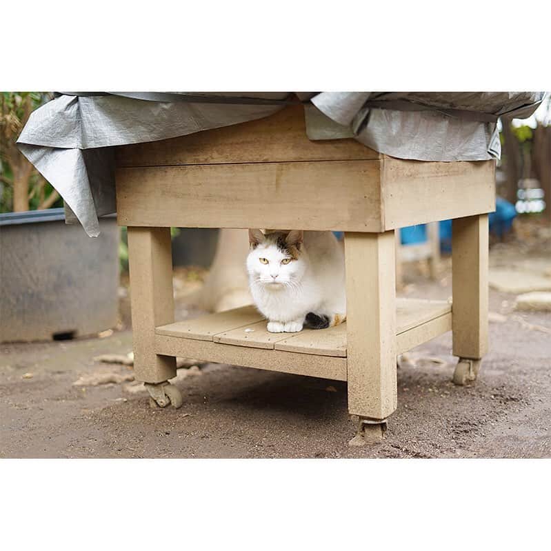 ハリウッドランチマーケットのグルメインスタ