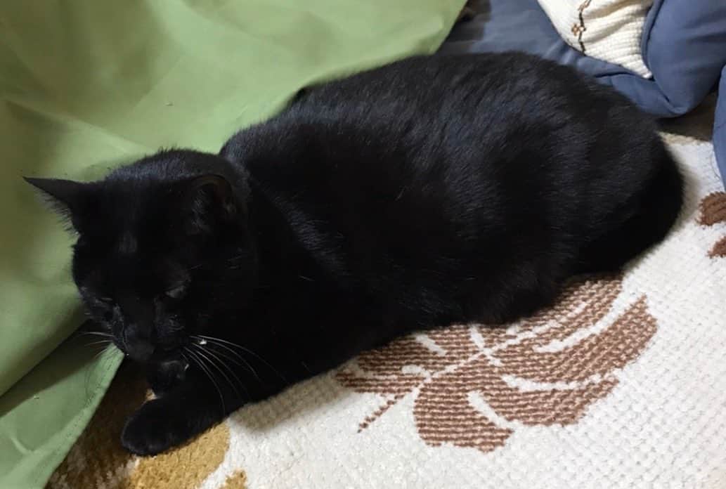 奥田恵梨華さんのインスタグラム写真 - (奥田恵梨華Instagram)「今日も黒いんです この人の腹を枕にして寝たい。 2020年 令和2年2月22日 にゃおにゃおにゃんにゃんにゃんにゃんの日 #にゃんにゃんにゃんの日  #猫の日 #ヨル氏 #黒猫 #14歳猫  #保護猫 #猫枕」2月22日 8時44分 - erikaokuda_official