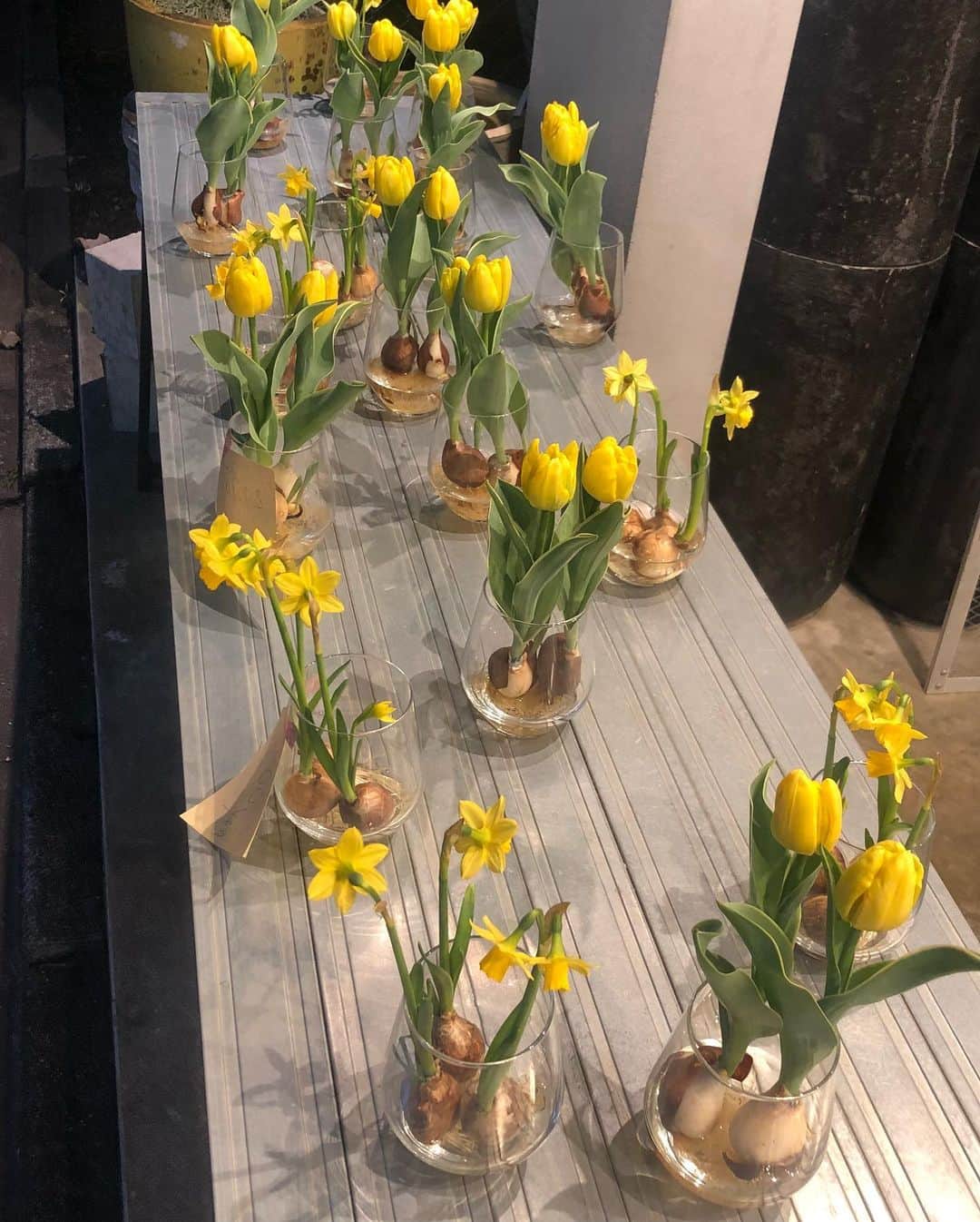 千吉良恵子さんのインスタグラム写真 - (千吉良恵子Instagram)「#春日和 #花善 #学芸大学 #西口商店街 #春はもうそこまで💕 #癒し #☺️💕🍀」2月22日 8時51分 - chigirakeiko