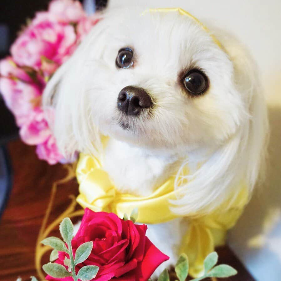 朝比奈南さんのインスタグラム写真 - (朝比奈南Instagram)「雛菊のお誕生日💓 * #うちのこ　#誕生日　#birthday #犬　#dog #マルチーズ #犬のいる暮らし #いぬ　#いぬすたぐらむ #親バカ部」2月22日 8時59分 - minami_asahina