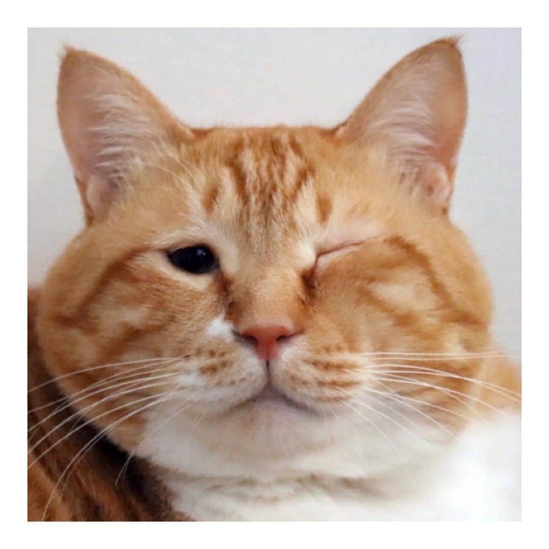 ぐっぴーさんのインスタグラム写真 - (ぐっぴーInstagram)「＊ つぶらな瞳に乾杯。 ・ #猫の日 #全ての猫へeyeを込めて ・ Wink.」2月22日 8時59分 - gupitaro