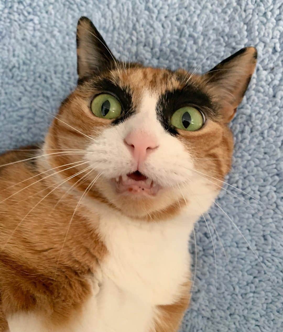 のインスタグラム：「It’s the weekend?! Let’s pawty!😸」