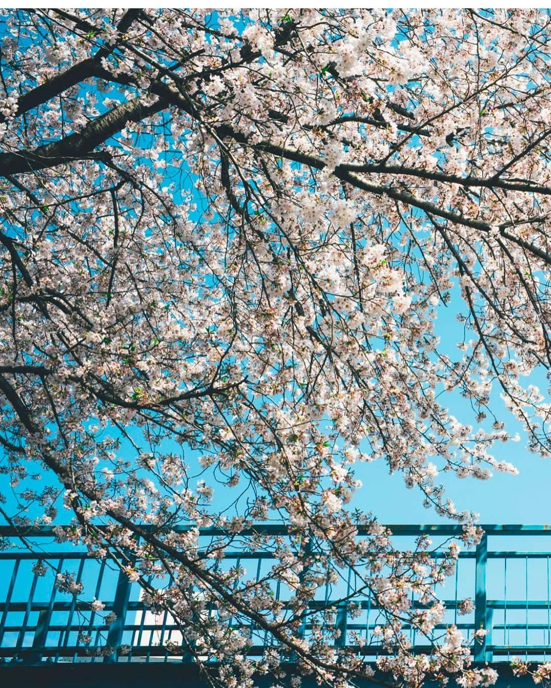 kenta_soyoungさんのインスタグラム写真 - (kenta_soyoungInstagram)「kyonen no sakura . . .  Last year's cherry . . . 今年はどんな桜が撮れるかなぁ🌸 model: @moekeeey」2月22日 9時33分 - kenta_soyoung