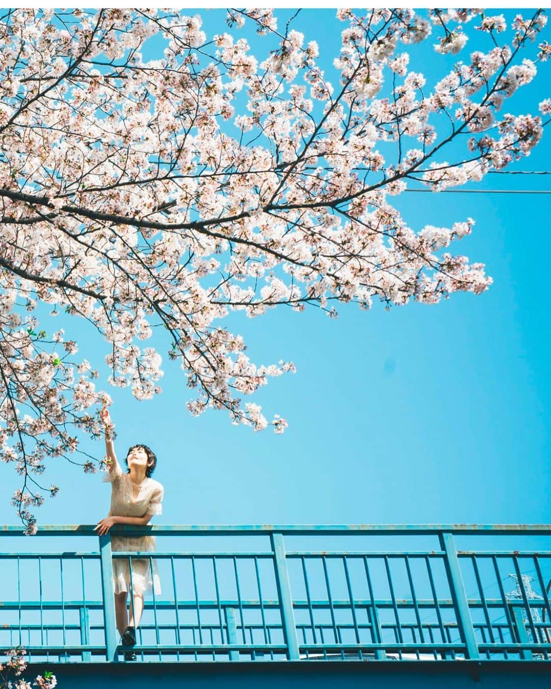 kenta_soyoungさんのインスタグラム写真 - (kenta_soyoungInstagram)「kyonen no sakura . . .  Last year's cherry . . . 今年はどんな桜が撮れるかなぁ🌸 model: @moekeeey」2月22日 9時33分 - kenta_soyoung