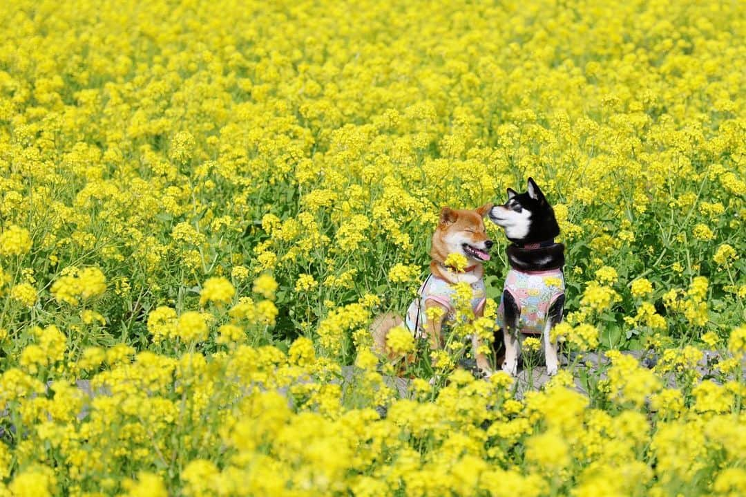 黒柴みくさんのインスタグラム写真 - (黒柴みくInstagram)「* 菜の花畑で🌼🌼 みくがりなのお耳にチュッしてたよ🐻❤️🦊 * 昨日の夕方帰って来ました。 洗濯と写真の整理しよー😌 * * #みなみの桜と菜の花まつり #南伊豆 #菜の花畑🌼 * * #黒柴みく Miku 🐻 7 years old ❤︎girl #柴犬りな Rina 🦊 1 year old ❤︎girl  2020.2.22㊏ * * * #柴犬多頭飼い #あかしば #くろしば  #しばいぬ  #柴 #黒柴 #kuroshiba #赤柴 #redshiba #instashiba #shibalovers #시바견  #小狗 #柴犬マニア #shibagram  #shibes #barked #9gagpets  #🐕📷 #thedailyshibainu #みくりな20200」2月22日 9時42分 - 9648miku