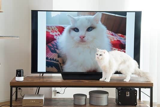 Panasonic ふだんプレミアムさんのインスタグラム写真 - (Panasonic ふだんプレミアムInstagram)「. 【今日2/22は猫の日🐾】 . 猫ちゃんとの暮らしをサポートする家電を お風呂猫、バロンくん と一緒にご紹介😺 . LUMIXで撮った4Kフォトは、4Ｋビエラで鑑賞♪ 自動追尾機能付きペットカメラなら、 外出先からの見守りも👀 . いつでも一緒に居たい愛猫の カワイイ表情を見逃しません✨ . バロンくんのInstagramアカウントはこちら👑 @baron.0723 . --------------------------------- LUMIX　DC-GF10/GF90 https://panasonic.jp/dc/g_series/products/gf10.html?id=life21_10 . バロン君 https://panasonic.jp/viera/digital_fun/peco_cat.html --------------------------------- . #パニャソニック  #猫 #猫の日 #ねこ好き  #猫好きな人と繋がりたい  #ねこ部 #ねこら部  #ねこのいる生活 #にゃんだふるらいふ  #にゃんすたぐらむ #ニャンスタグラム #ねこすたぐらむ #猫すたぐらむ  #猫のいる暮らし #猫のいる幸せ #お風呂猫 #catstagram #instacats #catlove #catslife #catphoto #catworld #bathcat #デジカメ #ミラーレス一眼  #カメラ好きな人と繋がりたい #写真好きな人と繋がりたい #ルミックス #lumix #lumixgf10」2月22日 10時00分 - panasonicjp