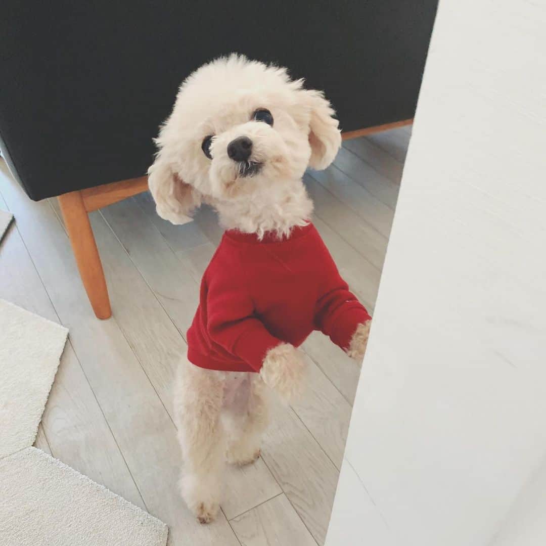 mizuのインスタグラム：「クンクン•ᴥ•」