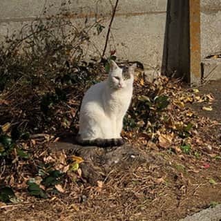 ほぼ日刊イトイ新聞さんのインスタグラム写真 - (ほぼ日刊イトイ新聞Instagram)「やってニャいりました #ねこの日2020 #ほぼ日 では都内の猫スポットや 猫イベントをまわりなが テキスト中継中！ Happy cats day! Celebrating the cat day in Japan. #ねこの日 #猫の日  #ほぼ日刊イトイ新聞 #ドコノコ」2月22日 10時22分 - hobonichi1101
