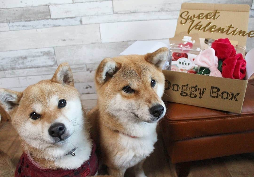 柴犬たま Shibainu Tamaさんのインスタグラム写真 - (柴犬たま Shibainu TamaInstagram)「* Doggy Boxが届きました🥰 2月のテーマは「Sweet Valentine❤️」 * バレンタインは終わっちゃったけど… 真っ赤なバラがとっても素敵🌹✨ * おやつもいっぱい入ってて、たまミケ大喜び🐶🎵🐶 * Caption trans🇬🇧 It is a very nice present🥰 * #柴犬たま #たママ #たまーば #たま家族 #柴犬ミケ #ミケママ #doggybox #ドギーボックス #ドギボ #sweetvalentine #柴犬 #shiba #shibainu #shibastagram #犬 #dog #多頭飼い」2月22日 10時22分 - tama7653