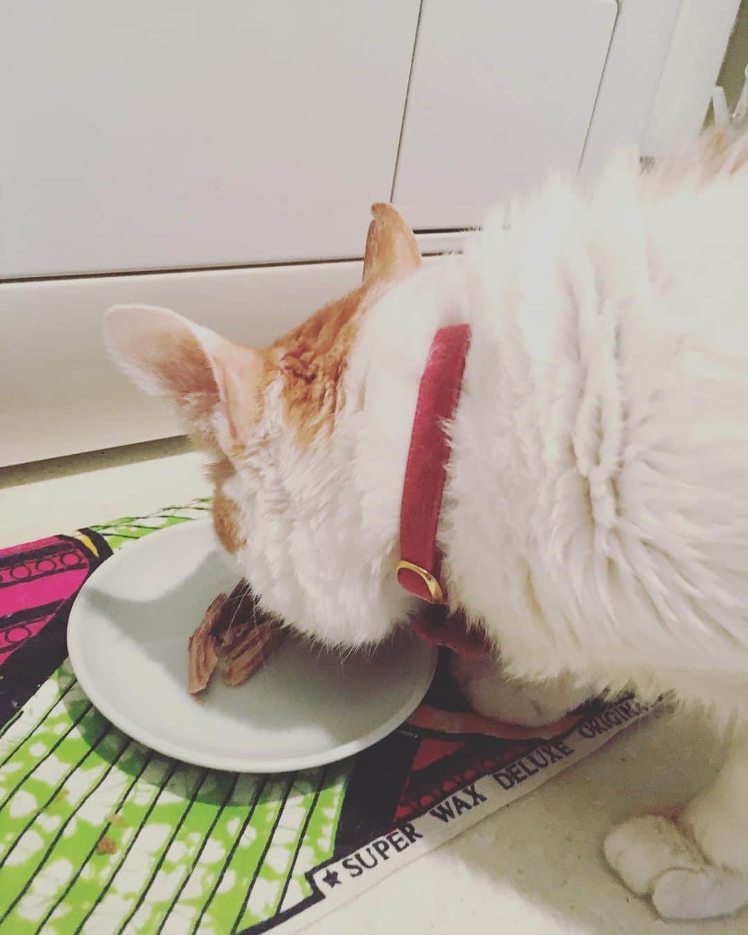 猫沢エミさんのインスタグラム写真 - (猫沢エミInstagram)「おはようございます。  今朝は、アブちゃんの焼きかつおを初めて食べました。とっても美味しかったので、これからもぜんぶ食べちゃおうと思います。  みなさま、よい1日を♡  #猫沢イオ　#みつゆびイオちゃん　#盗み食い #イオちゃんのお皿も作ってあげるよ　#絶好調」2月22日 10時33分 - necozawaemi