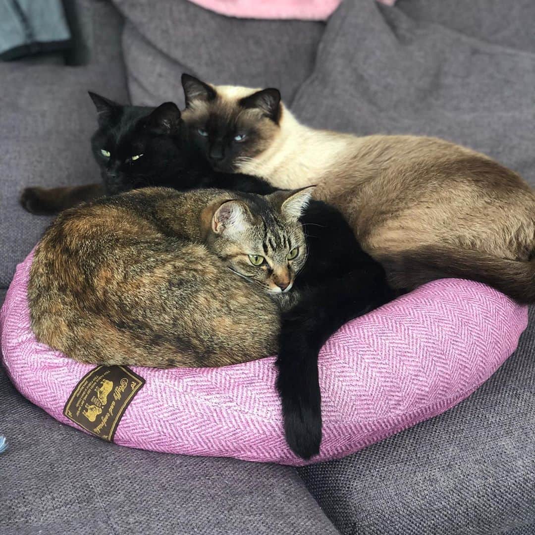 岡部亜紀のインスタグラム：「ニャンニャンニャンコの日 😸😹😽 #令和2年2月22日  #2222 @haku_nico  #にこちゃん #ハクボーイ #みんみん」