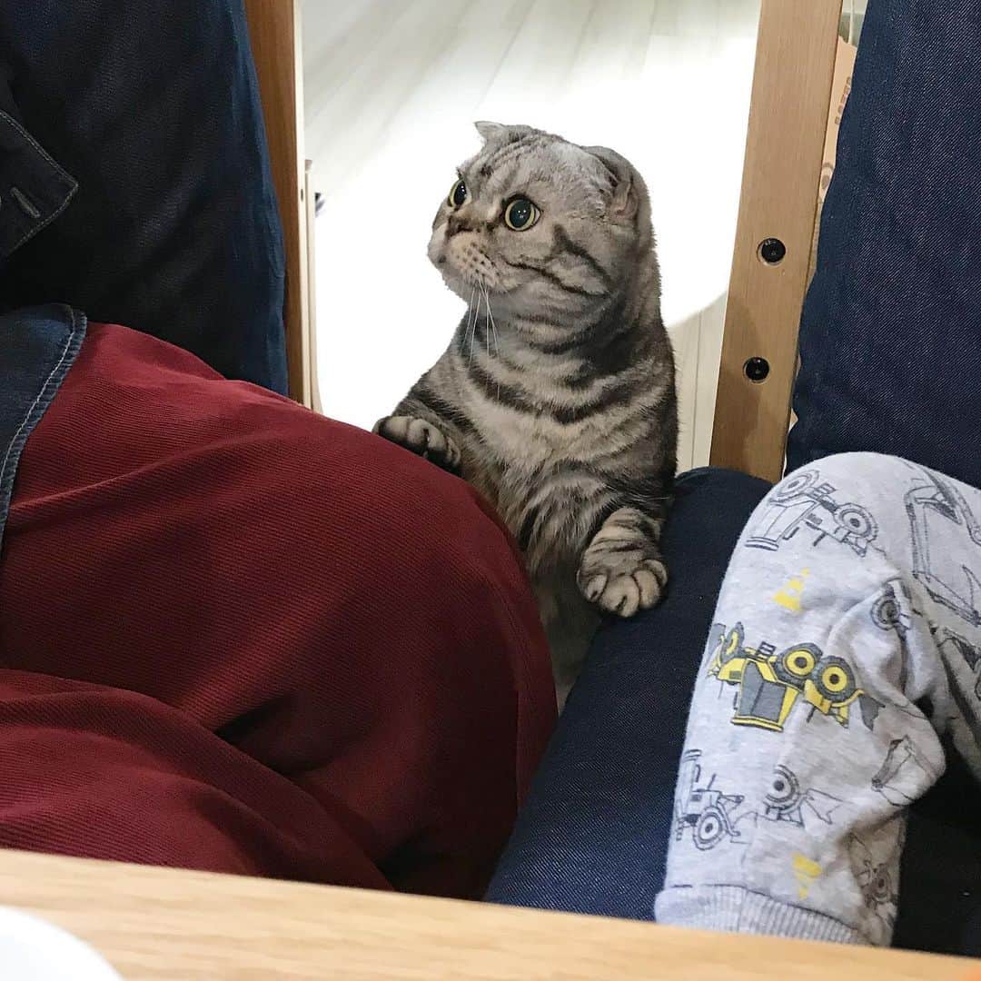 Shishi-maruのインスタグラム：「🐱「猫の日？」「！」 🐱Today is National Cat Day in Japan. ーーーーーーーーーーーーー 🌺「渋ネコ ししまるさん」ねこのきもちWEB MAGAZINE にて毎週金曜日エッセイの連載中 ーーーーーーーーーーー 📕「ぷっちねこ。」「3匹のちいさな猫を召喚できたなら」「ちいさな猫を召喚できたなら」徳間書店より単行本発売中 ーーーーーーーーーーー ⭐︎ねこ漫画→@tacos_cat 🌺Twitter →@taco_emonemon ーーーーーーーーーーー」