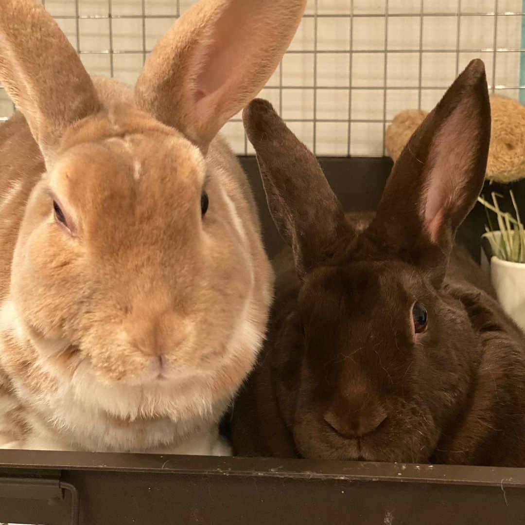 里美ゆりあのインスタグラム：「これからも宜しくね(∩´∀`∩)💕 #大切な家族 #rabbit #ミニレッキス #minirex #うさぎ #うさぎのいる生活  #うさぎのしっぽ  #bunny #pretty #cute #3歳 #女の子 #Ready #りん #チョコ #ちょこ #にんじん #バナナ #りんご #好物」