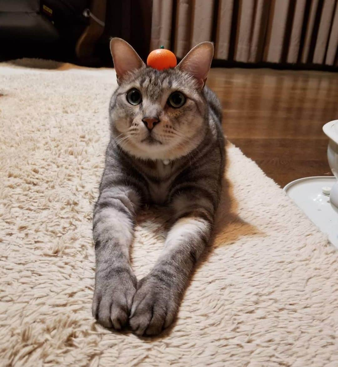 福岡堅樹さんのインスタグラム写真 - (福岡堅樹Instagram)「今日は猫の日🐈 ということで我が家のるーくんとめいちゃんを📸 #猫の日」2月22日 11時33分 - kenki11