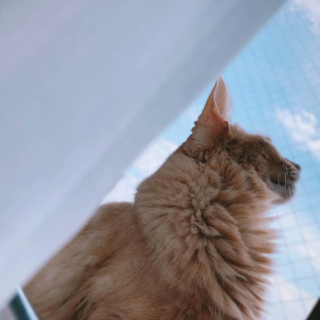 宇月颯さんのインスタグラム写真 - (宇月颯Instagram)「．﻿ ．﻿ 令和2年2月22日﻿ 🐾猫の日🐈🐾﻿ ﻿ #愛猫#猫#cat#ポテ#pote#ぽっちゃん﻿ #ソマリ#フォーン#男の子﻿ #令和2年2月2日﻿ #猫の日#にゃんにゃんにゃんにゃん﻿ #外を見るのが大好き﻿ #温かいところが大好き﻿ #甘えん坊﻿ #幸せを守りたい﻿ #いつもありがとう﻿ #元気でいてね﻿ #仲良くしてね﻿ #ご飯いっぱい食べてね﻿ #美味しいおやつあげるから爪切らせてね﻿ #にゃんすたぐらむ﻿ #宇月颯#とし﻿」2月22日 11時54分 - hayate_uzuki_official