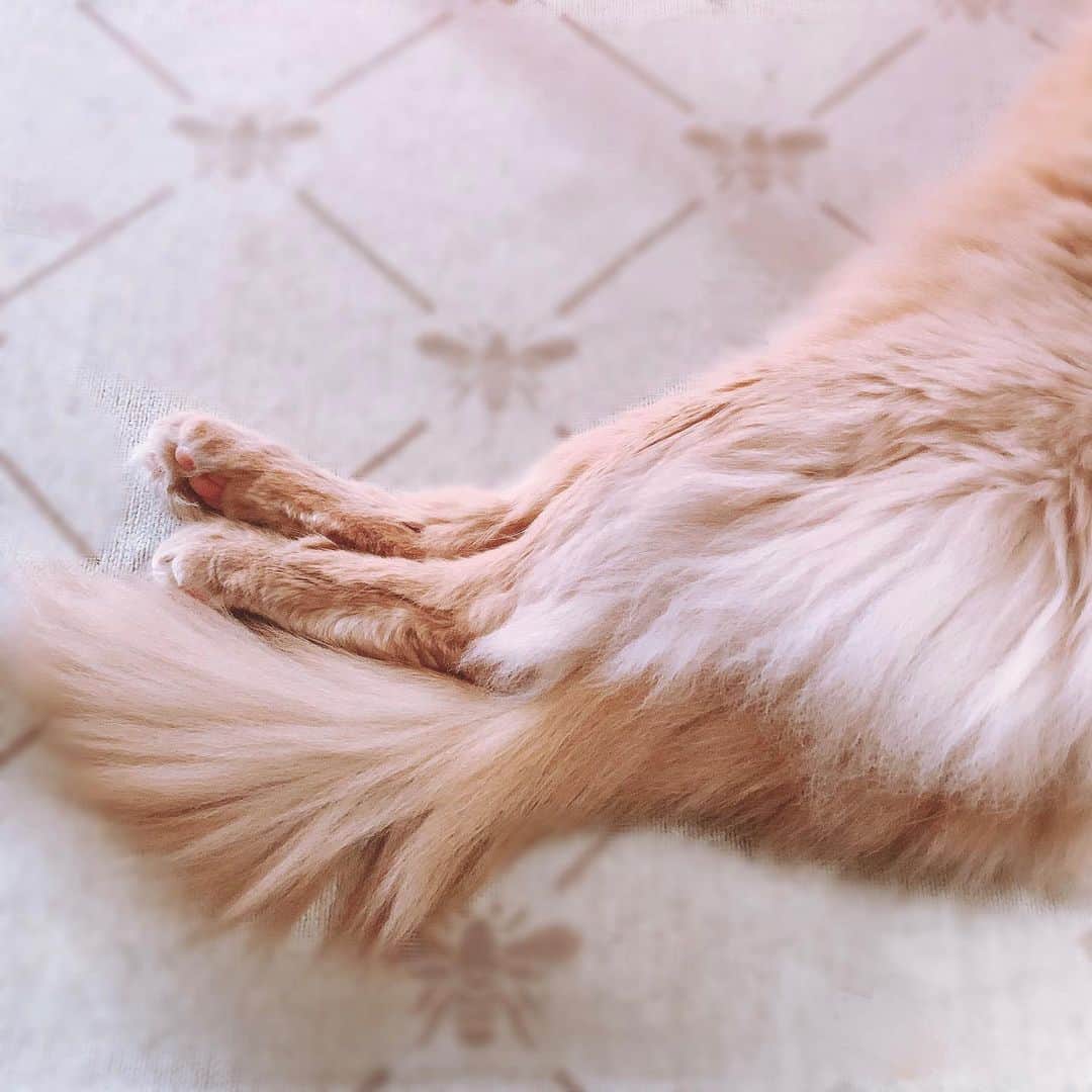宇月颯さんのインスタグラム写真 - (宇月颯Instagram)「．﻿ ．﻿ 令和2年2月22日﻿ 🐾猫の日🐈🐾﻿ ﻿ #愛猫#猫#cat#ポテ#pote#ぽっちゃん﻿ #ソマリ#フォーン#男の子﻿ #令和2年2月2日﻿ #猫の日#にゃんにゃんにゃんにゃん﻿ #外を見るのが大好き﻿ #温かいところが大好き﻿ #甘えん坊﻿ #幸せを守りたい﻿ #いつもありがとう﻿ #元気でいてね﻿ #仲良くしてね﻿ #ご飯いっぱい食べてね﻿ #美味しいおやつあげるから爪切らせてね﻿ #にゃんすたぐらむ﻿ #宇月颯#とし﻿」2月22日 11時54分 - hayate_uzuki_official