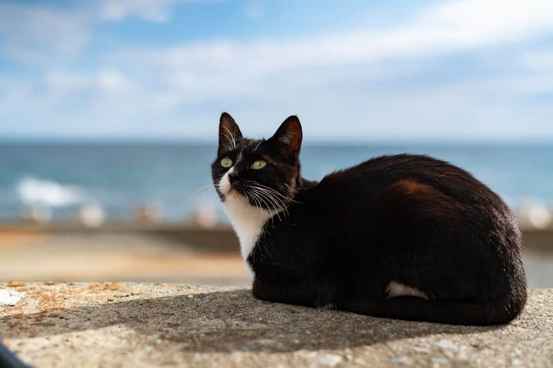 AirAsia (公式) のインスタグラム：「✈︎ ☆宮城県石巻市『田代島』  ネコ好きなら行くべき宮城県「田代島」。田代島(たしろじま)は、東北地方・宮城県東部の石巻市にある小さな島。周囲約11キロメートルの島には、130匹以上のネコが、島の人と一緒に暮らしています。住民よりもネコの数が多く、「猫の島」とも呼ばれ、ネコ好きたちの注目を集めています。  なんでネコがたくさんいるかというと、昔々田代島ではマユを生産していました。 そこで、ネズミからマユを守るために天敵のネコが飼われたのが始まりだそうです。  あ〜癒されたい。。 #エアアジア #旅行 #ねこ #ネコ #travel #旅行好きな人と繋がりたい #写真 #写真好きな人と繋がりたい #タビジェニ #旅スタグラム  名古屋⇔仙台便 毎日運航中!」