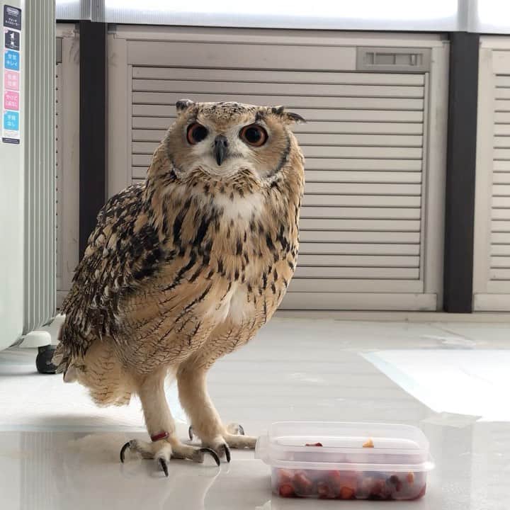 GEN3 Owlのインスタグラム：「食事の時間🦉🍖 Food time. #owl #owlgaru」