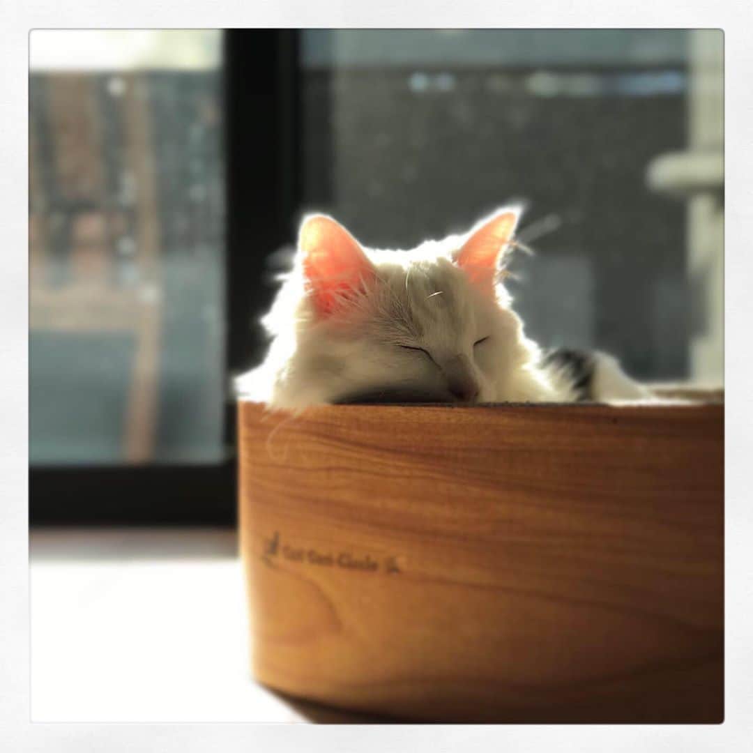 宮里藍さんのインスタグラム写真 - (宮里藍Instagram)「Happy cat day💙🐈💙 #令和2年2月22日  #にゃんにゃんにゃんの日  #20200222 #happycatday #てんてんとの生活 #大きくなりました #２枚目が特にお気に入り #大仏ポーズ」2月22日 13時50分 - ai_miyazato