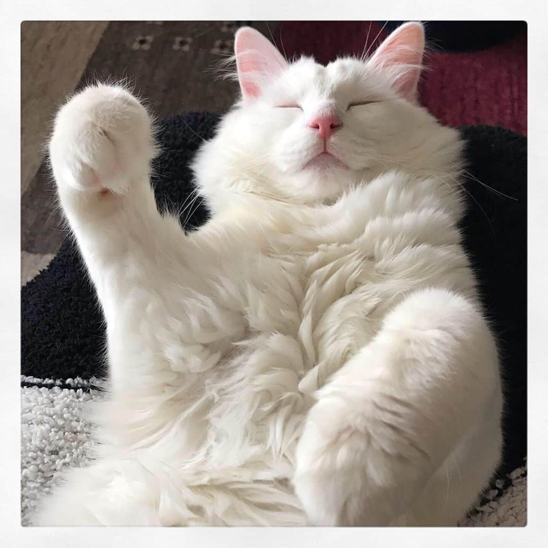 宮里藍さんのインスタグラム写真 - (宮里藍Instagram)「Happy cat day💙🐈💙 #令和2年2月22日  #にゃんにゃんにゃんの日  #20200222 #happycatday #てんてんとの生活 #大きくなりました #２枚目が特にお気に入り #大仏ポーズ」2月22日 13時50分 - ai_miyazato
