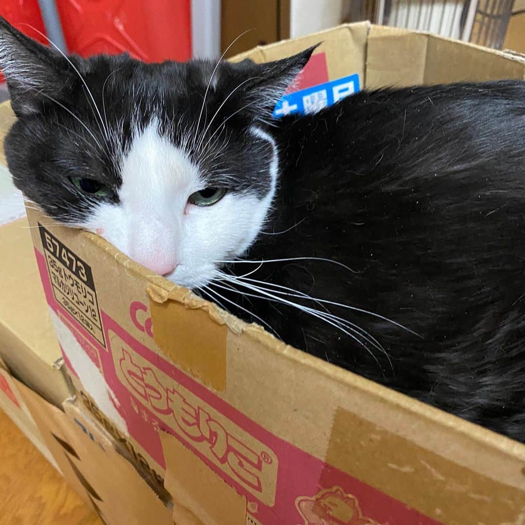 野間美由紀のインスタグラム：「猫の日」