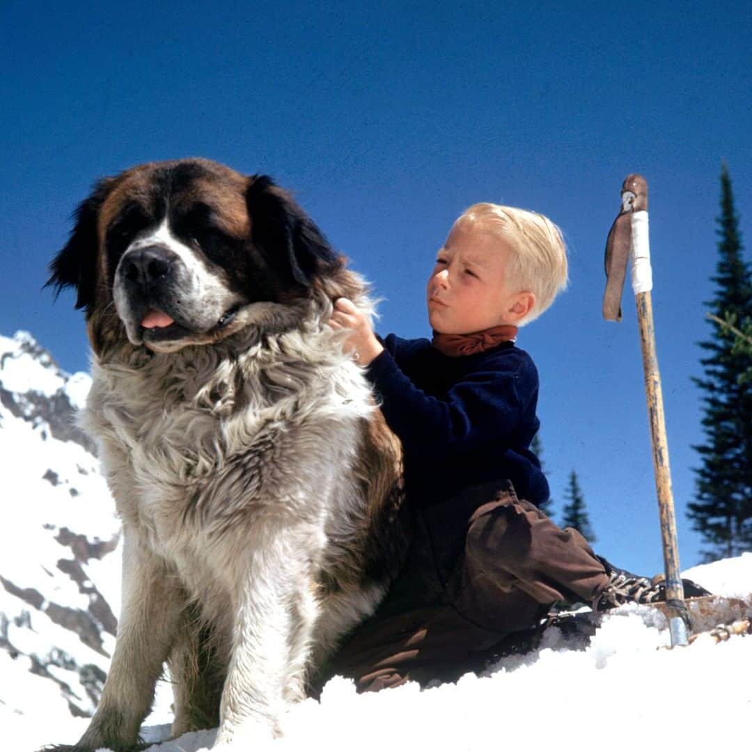 lifeさんのインスタグラム写真 - (lifeInstagram)「A young boy  adjusting the collar of his St Bernard on a slope at Sun Valley Ski Resort, near Ketchum, Idaho, April 1947. (George Silk/The LIFE Picture Collection © Meredith Corporation) #VintageLIFE #Idaho #dogsofinstagram」2月22日 23時36分 - life
