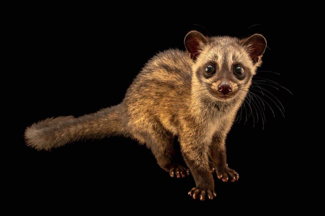 Joel Sartoreさんのインスタグラム写真 - (Joel SartoreInstagram)「Despite their cat-like appearance and behaviors, Javan common palm civets like this one (a subspecies of the Asian palm civet), are actually more closely related to other small carnivores like weasels and mongooses. Unlike other civet species, the tail of the Asian palm civet does not have rings, but the face does appear banded like that of a raccoon. This species is rather secretive, living a solitary lifestyle and only emerging under the cover of night to hunt and catch food. The Asian palm civet is a ferocious hunter, and like other species of civet, it survives on a predominantly meat-based diet. Small animals such as rodents, lizards, snakes and frogs make up the majority of its diet, though they are also known to eat the fruits and flowers of palms, mangos and coffee. Found inhabiting tropical jungles and rainforests, this species has been drastically affected by increasing deforestation in its native region. The main reason for such extensive deforestation? Logging or the clearing of land to make way for palm oil plantations. Check out the palm oil story in my highlights to learn what you can do to help protect species like this one in the wild. Photo taken @tamansafariid. #Java #civet #palm #palmoil #hunter #nocturnal #sustainablepalmoil #PhotoArk #savetogether」2月22日 23時42分 - joelsartore