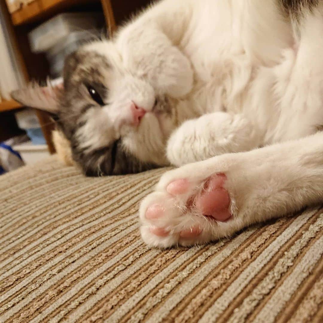 北剛彦のインスタグラム：「「今日はニャオニャオニャンニャンニャンの日よ。愛でなさい」  #今日のちび様  #猫 #ねこ #ネコ #cat #ねこ部 #みんねこ  #それゆけペラリーマン」