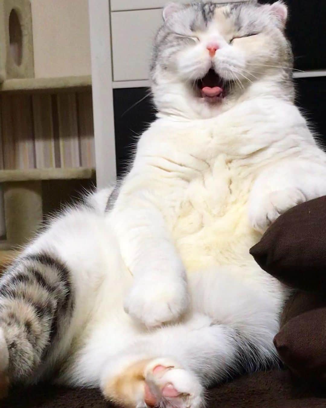⁽⁽◝( ˙ ꒳ ˙ )◜⁾⁾さんのインスタグラム写真 - (⁽⁽◝( ˙ ꒳ ˙ )◜⁾⁾Instagram)「めちゃくちゃお久しぶりです🙇‍♀️ 猫の日なので久しぶりに投稿してみました😸 最近のあめちゃん、貫禄がハンパない！ 先月予防接種に行ったら4Kgに増えてました…ヤバイ😭 心配してくれてた方いたら申し訳ないです💦あめちゃんはとても元気です❣️ #猫の日」2月22日 23時49分 - yuumi_ame