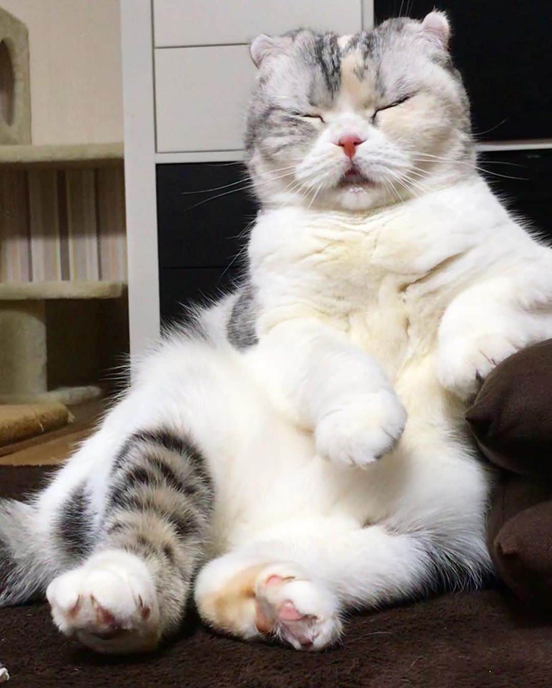 ⁽⁽◝( ˙ ꒳ ˙ )◜⁾⁾さんのインスタグラム写真 - (⁽⁽◝( ˙ ꒳ ˙ )◜⁾⁾Instagram)「めちゃくちゃお久しぶりです🙇‍♀️ 猫の日なので久しぶりに投稿してみました😸 最近のあめちゃん、貫禄がハンパない！ 先月予防接種に行ったら4Kgに増えてました…ヤバイ😭 心配してくれてた方いたら申し訳ないです💦あめちゃんはとても元気です❣️ #猫の日」2月22日 23時49分 - yuumi_ame