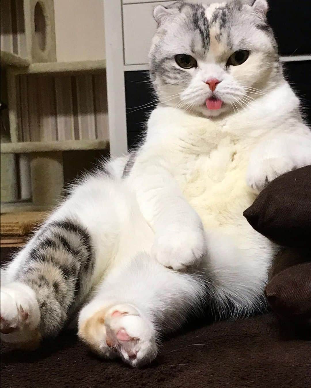 ⁽⁽◝( ˙ ꒳ ˙ )◜⁾⁾のインスタグラム：「めちゃくちゃお久しぶりです🙇‍♀️ 猫の日なので久しぶりに投稿してみました😸 最近のあめちゃん、貫禄がハンパない！ 先月予防接種に行ったら4Kgに増えてました…ヤバイ😭 心配してくれてた方いたら申し訳ないです💦あめちゃんはとても元気です❣️ #猫の日」