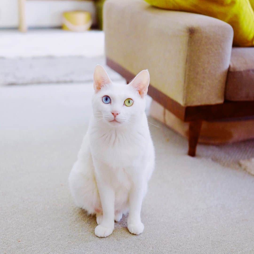 omomuroniさんのインスタグラム写真 - (omomuroniInstagram)「すべての猫さまがしあわせに . 2020.2.22 #猫の日  #保護猫 #白猫 #オッドアイ #どうしたってかわいい #nuco_ivy 🐈 . .」2月22日 23時59分 - omomuroni