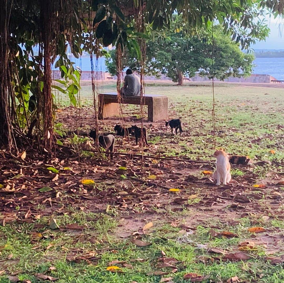 山崎千裕さんのインスタグラム写真 - (山崎千裕Instagram)「#2019_july #puertorico #sanjuan #CaribbeanIsland #relax_time  #inspiredtravel #musicinspired  #CatDayinJapan #2/22inReiwa2nd #loveanimals #🐈」2月23日 0時10分 - chiroyamazaki