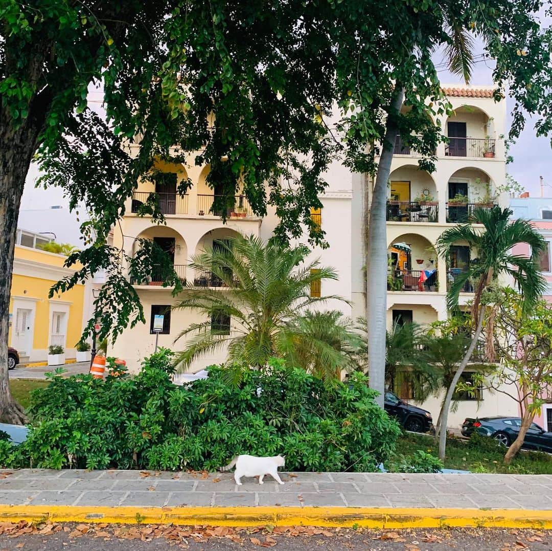山崎千裕さんのインスタグラム写真 - (山崎千裕Instagram)「#2019_july #puertorico #sanjuan #CaribbeanIsland #relax_time  #inspiredtravel #musicinspired  #CatDayinJapan #2/22inReiwa2nd #loveanimals #🐈」2月23日 0時10分 - chiroyamazaki