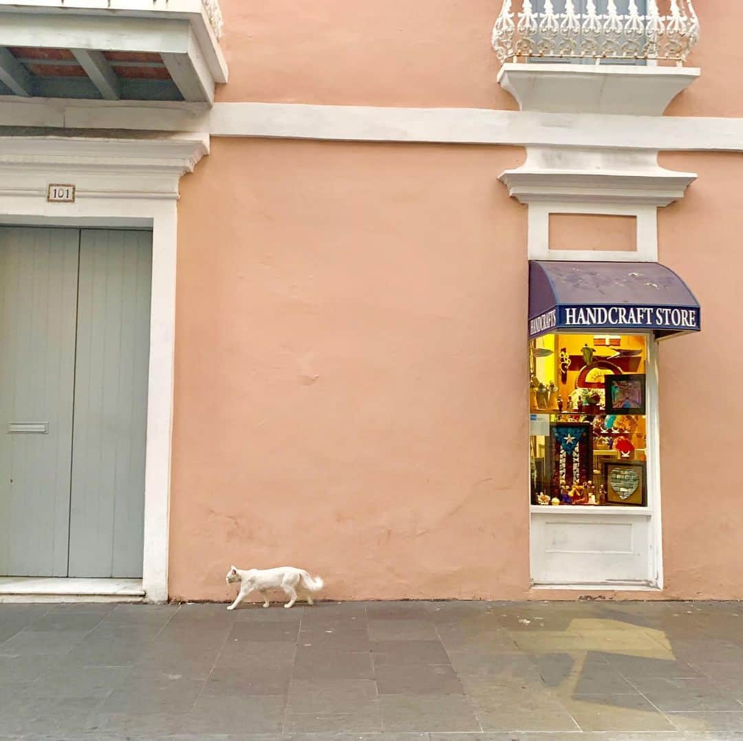 山崎千裕さんのインスタグラム写真 - (山崎千裕Instagram)「#2019_july #puertorico #sanjuan #CaribbeanIsland #relax_time  #inspiredtravel #musicinspired  #CatDayinJapan #2/22inReiwa2nd #loveanimals #🐈」2月23日 0時10分 - chiroyamazaki