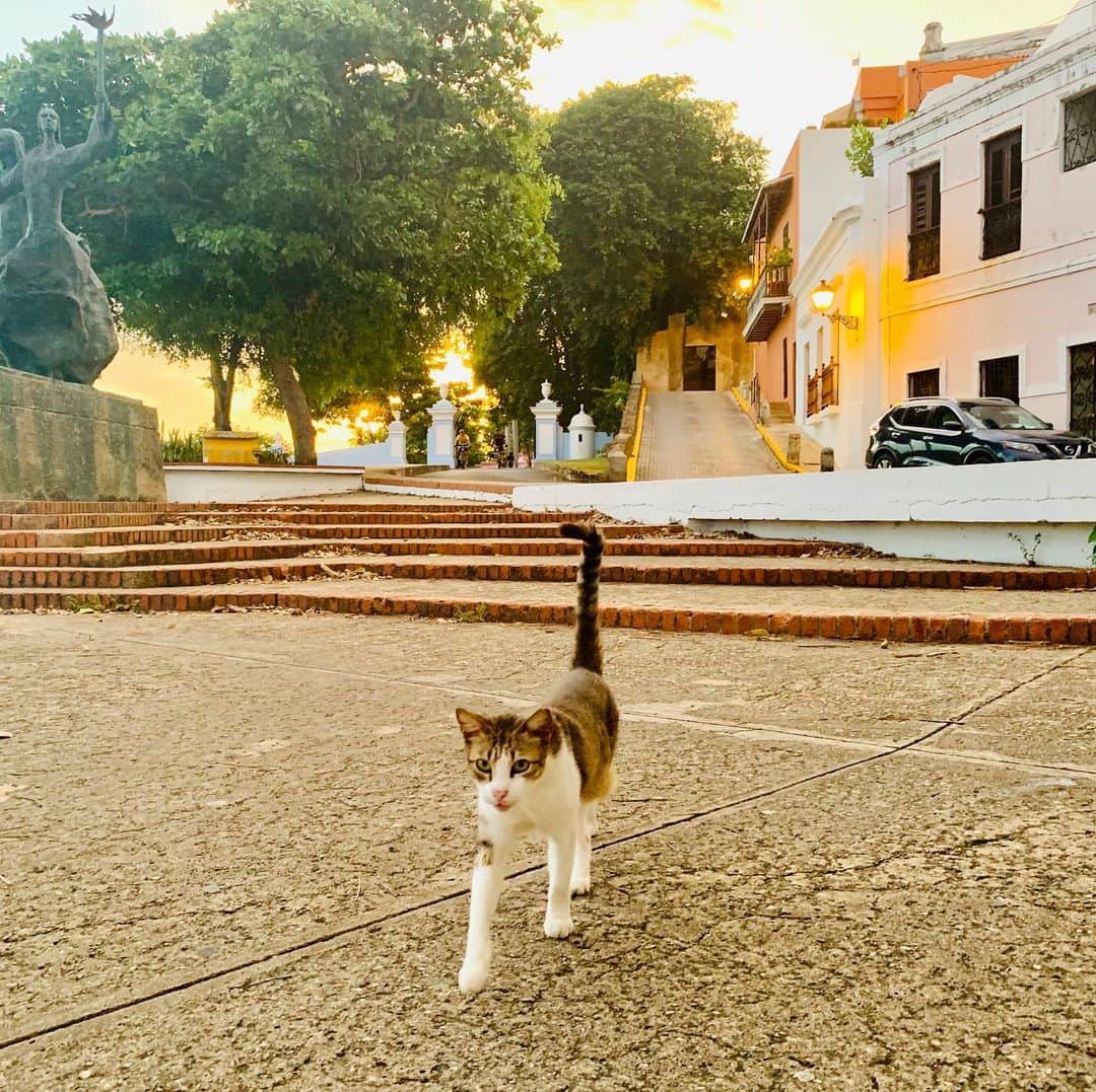 山崎千裕さんのインスタグラム写真 - (山崎千裕Instagram)「#2019_july #puertorico #sanjuan #CaribbeanIsland #relax_time  #inspiredtravel #musicinspired  #CatDayinJapan #2/22inReiwa2nd #loveanimals #🐈」2月23日 0時10分 - chiroyamazaki